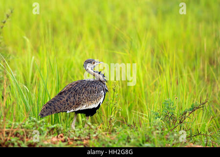 Schwarzbäuchigen Trappe (Lissotis Melanogaster, aka schwarzbäuchigen Korhaan). Murchison Falls, Uganda Stockfoto