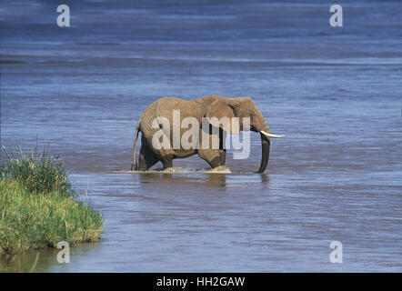 Afrikanischer Elefant, Loxodonta Africana, Erwachsene Kreuzung Rvier, Samburu Park in Kenia Stockfoto