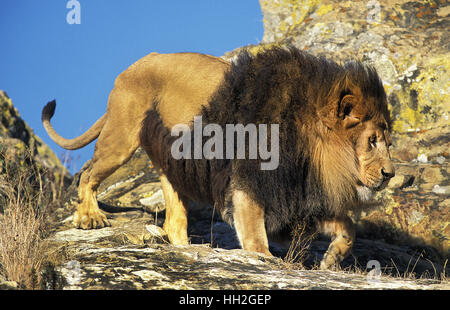 African Lion, Panthera Leo, männlich zu Fuß auf den Felsen Stockfoto