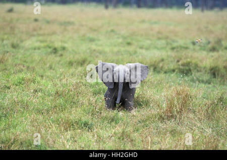 Afrikanischer Elefant, Loxodonta Africana, Kalb, Masai Mara Park in Kenia Stockfoto