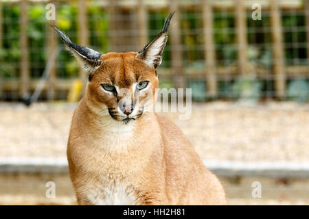 Rooikat wilde Kater sah Sie mit seinen Ohren senkrecht nach oben. Stockfoto