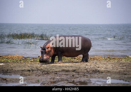 Nilpferd, Hippopotamus Amphibius, Erwachsene stehen in der Nähe von See, Kenia Stockfoto