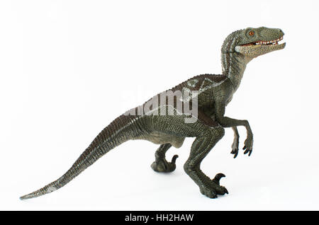 Velociraptor isoliert auf weißem Hintergrund Stockfoto