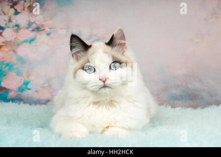 Süße Ragdoll Kitten liegen auf Blau Schaffell in blumigen Hintergrund Stockfoto