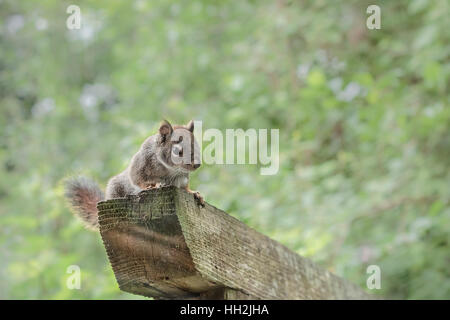 Ein Eichhörnchen starrt auf die Kamera von seinem Ast auf ein hölzernes Tor, mit dem Wald im Hintergrund unscharf. Stockfoto