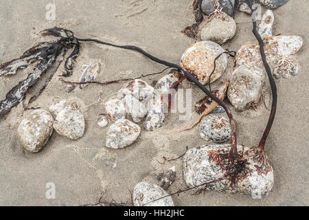 Glatte Felsen und Aktionsbereiche des angeschwemmten Seetang, noch durch ihre holdfasts, sind bei Ebbe an einem Sandstrand der Westküste Strand ausgesetzt (British Columbia). Stockfoto