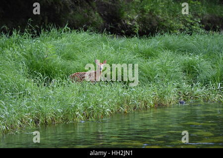 Weiß - angebundene Rotwild Rehkitz eingebettet in hohe Gräser am Rand des Wassers Stockfoto