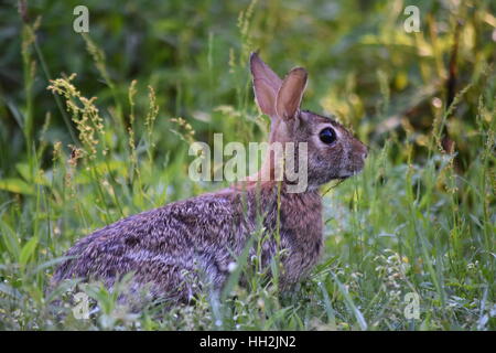 Östlichen Cottontail Kaninchen im Sommer Rasen gelegen Stockfoto