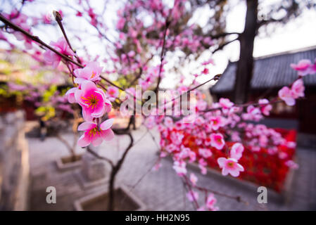 Sakura rosa Blume Nahaufnahme in Chinesisch oder japanischer Garten Stockfoto