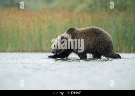 Europäischer Braunbär (Ursus Arctos) führt durch seichtes Wasser, Jagd, auf der Suche nach Nahrung, seine Umgebung zu erkunden. Stockfoto