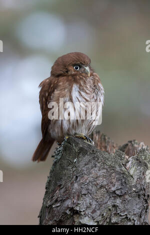 Eisenhaltige Pygmy Eule / Brasil-Sperlingskauz (Glaucidium Brasilianum), thront auf faulen Baumstumpf, niedlichen kleinen Greifvogel. Stockfoto