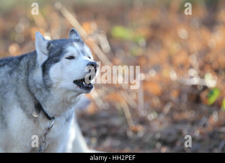 Ein Husky heult vor dem Rennen an Kiefern Sherwood Forest, Nottinghamshire Stockfoto