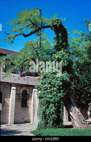 Robinie (Robinia Pseudoacacia), schwarze Robinie oder falsche Akazie, der älteste Baum in Paris, gepflanzt im Jahre 1601 auf dem Platz oder Ort René-Viviani oder René Viviani Montebello und der angrenzenden Kirche Saint-Julien-le-Pauvre, Paris Frankreich Stockfoto