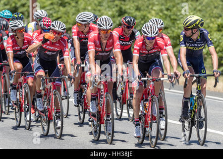 Adelaide, Australien. 17. Januar 2017. Radfahrer von der Trek - Segafredo-Team (TFS) während der 1. Etappe der Santos Tour Down bis 2017. Bildnachweis: Ryan Fletcher/Alamy Live-Nachrichten Stockfoto