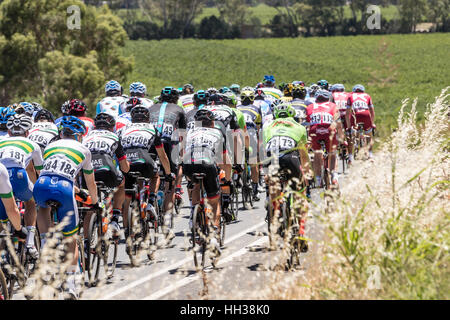 Adelaide, Australien. 17. Januar 2017. Radfahrer in Phase 1 der Santos Tour Down unter 2017. Bildnachweis: Ryan Fletcher/Alamy Live-Nachrichten Stockfoto