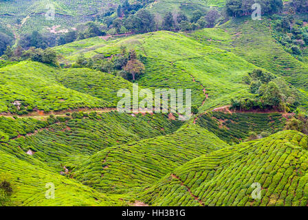 Malerischen Teeplantagen in den Cameron Highlands, Malaysia Stockfoto