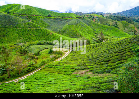 Straße in Teeplantagen in den Cameron Highlands, Malaysia Stockfoto