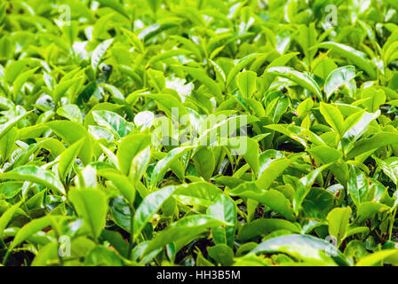 Nahaufnahme der hellen frischen Blätter des Tees im Sonnenlicht, Malaysia Stockfoto