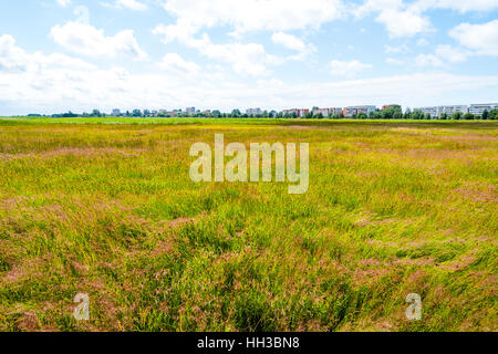 Grass Reed gegen blauen Himmel am See Liepaja, Lettland Stockfoto