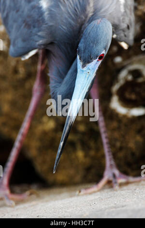 Dreifarbigen Reiher (Egretta Tricolor) Porträt, Ding Darling NWR, Florida, USA Stockfoto