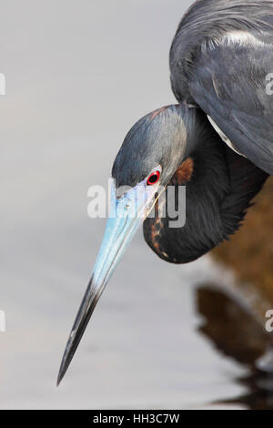 Dreifarbigen Reiher (Egretta Tricolor) Porträt, Ding Darling NWR, Florida, USA Stockfoto