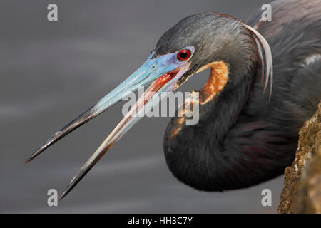 Dreifarbigen Reiher (Egretta Tricolor) Porträt, Ding Darling NWR, Florida, USA Stockfoto