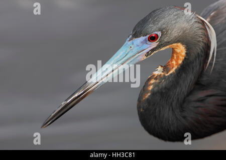 Dreifarbigen Reiher (Egretta Tricolor) Porträt, Ding Darling NWR, Florida, USA Stockfoto