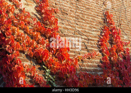 Herbst Hintergrund. Bunte wildem Wein (Parthenocissus Quinquefolia) mit roten Blätter auf eine Ziegel-Wand. Stockfoto