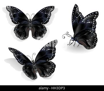 Satz von realistischen, isoliert, schwarze Schmetterlinge Morpho auf weißem Hintergrund. Design mit Schmetterlingen. Stock Vektor