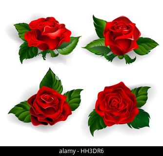 eingestellt von rote Rosen mit grünen Blättern auf einem weißen Hintergrund. Stock Vektor