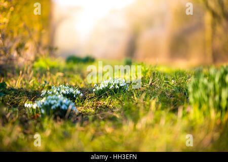 Cluster von Schneeglöckchen, geringe Schärfentiefe Stockfoto
