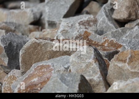 Steine Muschelkalk Muschelkalksteine Stockfoto