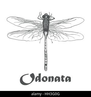 Odonata Illustration Vektor Hand zeichnen Kritzeleien schwarze Libelle isoliert auf weißem Hintergrund. Skizze Isoloated auf weiß mit text Stock Vektor