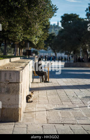 Ein muslimischer Mann betet in der Nähe der Felsendom auf dem Haram al-Sharif, auch bekannt als der Tempelberg Jerusalems Altstadt, Israel Stockfoto