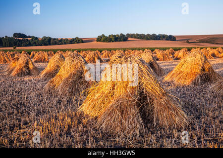 Traditionelle Stooks von Weizen in einem Feld in Wiltshire, UK. Stockfoto