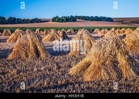 Traditionelle Stooks von Weizen in einem Feld in Wiltshire, UK. Stockfoto