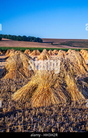 Traditionelle Stooks von Weizen in einem Feld in Wiltshire, UK. Stockfoto