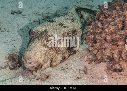 Beringter Kugelfisch Arothron Hispidus, Tetradontidae, Sharm el-Sheikh, Ägypten Stockfoto