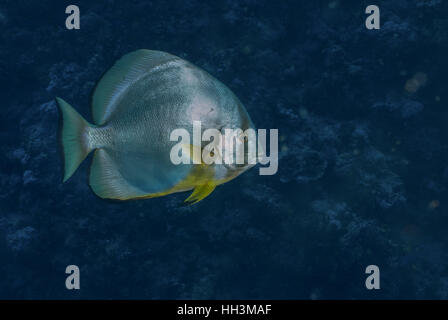 Longfin Spadefish, Platax Teira, Ephippidae, Rotes Meer, Sharm el-Sheikh, Ägypten Stockfoto