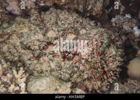 Riff-Steinfisch, Synanceia verzweigt, Synanceiidae, Rotes Meer, Sharm el-Sheikh, Ägypten Stockfoto