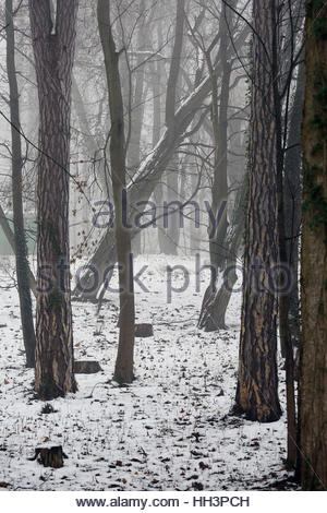 Nebel in den Bäumen an einem verschneiten Wintertag in Bayern, Deutschland Stockfoto