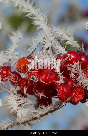 Gemeiner Schneeball, Früchte Mit Reif, Raureif, Gewöhnlicher Schneeball, Viburnum Opulus, Europäische Cranberrybush, Guelder Rose, Obst, Raureif, Hoar Stockfoto