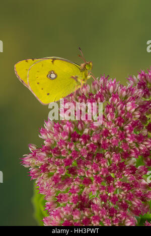 Erschien, Postillion, große Posthörnchen, Gelbes Posthörnchen, Wander-Gelbling, Wandergelbling, Orangeroter Kleefalter, Colias Croceus, Colias edusa Stockfoto