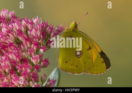 Erschien, Postillion, große Posthörnchen, Gelbes Posthörnchen, Wander-Gelbling, Wandergelbling, Orangeroter Kleefalter, Colias Croceus, Colias edusa Stockfoto