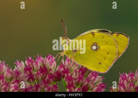 Erschien, Postillion, große Posthörnchen, Gelbes Posthörnchen, Wander-Gelbling, Wandergelbling, Orangeroter Kleefalter, Colias Croceus, Colias edusa Stockfoto