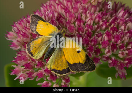 Erschien, Postillion, große Posthörnchen, Gelbes Posthörnchen, Wander-Gelbling, Wandergelbling, Orangeroter Kleefalter, Colias Croceus, Colias edusa Stockfoto