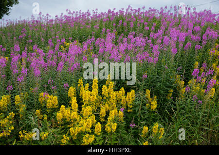 Schmalblättriges Weidenröschen, Epilobium Angustifolium, Chamerion Angustifolium, Chamaenerion Angustifolium, Fire Weed, Weidenröschen, große Weidenröschen, R Stockfoto