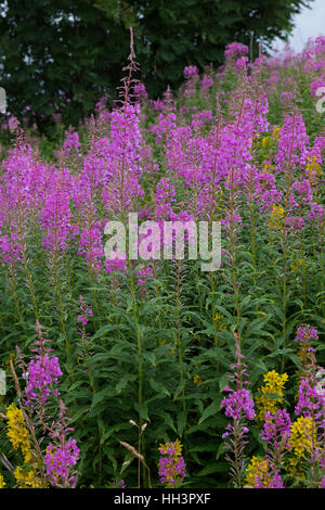 Schmalblättriges Weidenröschen, Epilobium Angustifolium, Chamerion Angustifolium, Chamaenerion Angustifolium, Fire Weed, Weidenröschen, große Weidenröschen, R Stockfoto