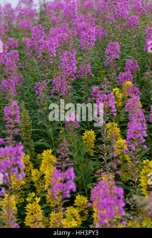 Schmalblättriges Weidenröschen, Epilobium Angustifolium, Chamerion Angustifolium, Chamaenerion Angustifolium, Fire Weed, Weidenröschen, große Weidenröschen, R Stockfoto