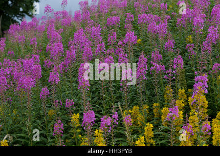 Schmalblättriges Weidenröschen, Epilobium Angustifolium, Chamerion Angustifolium, Chamaenerion Angustifolium, Fire Weed, Weidenröschen, große Weidenröschen, R Stockfoto